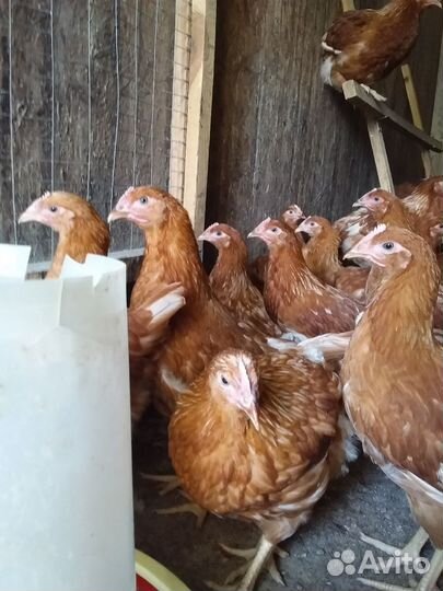 Куры молодки