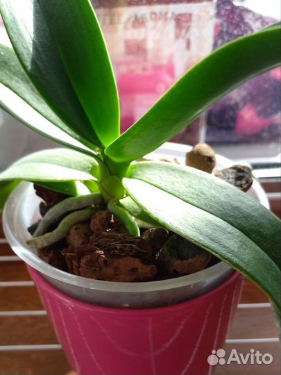 Орхидея мини