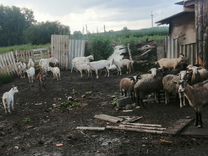 Овцы бараны козы