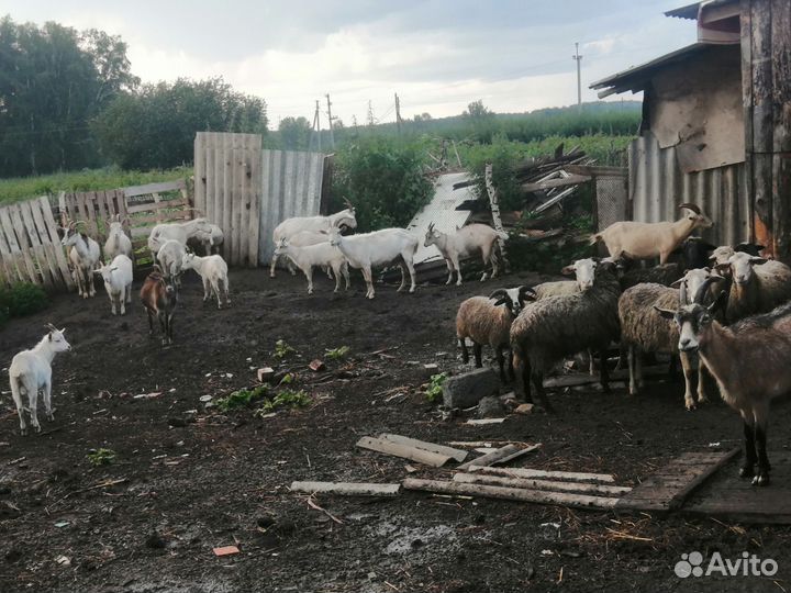 Овцы бараны козы