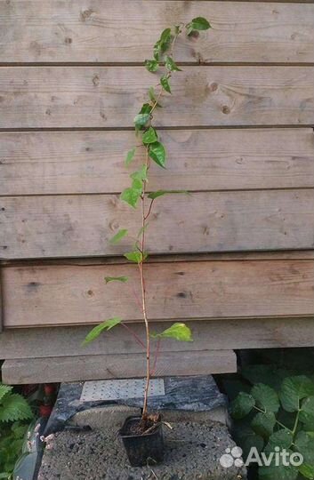 Слива, вишня, клубника и др