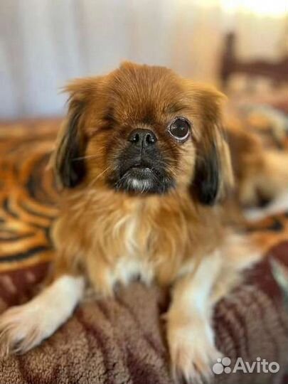 Собачка Пика в добрые руки