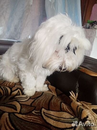 Мальтийская болонка