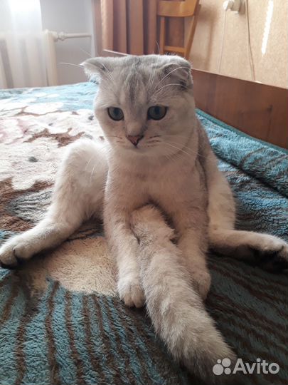 Шотландский вислоухий кот