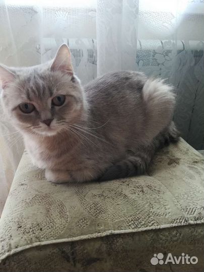 Британский Котенок