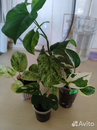 Набор комнатных цветы