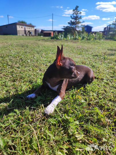 Щенки чихуахуа