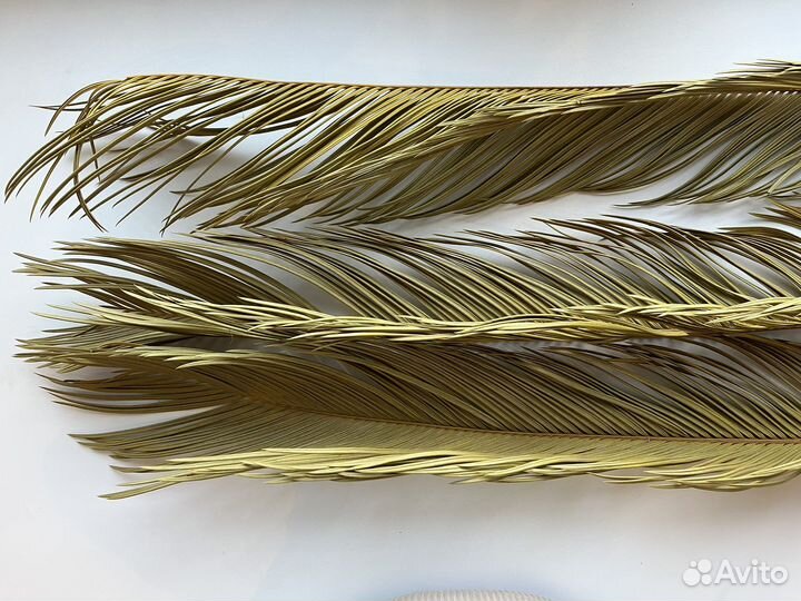 Листья саговой пальмы цикас – 3 шт. + упаковка
