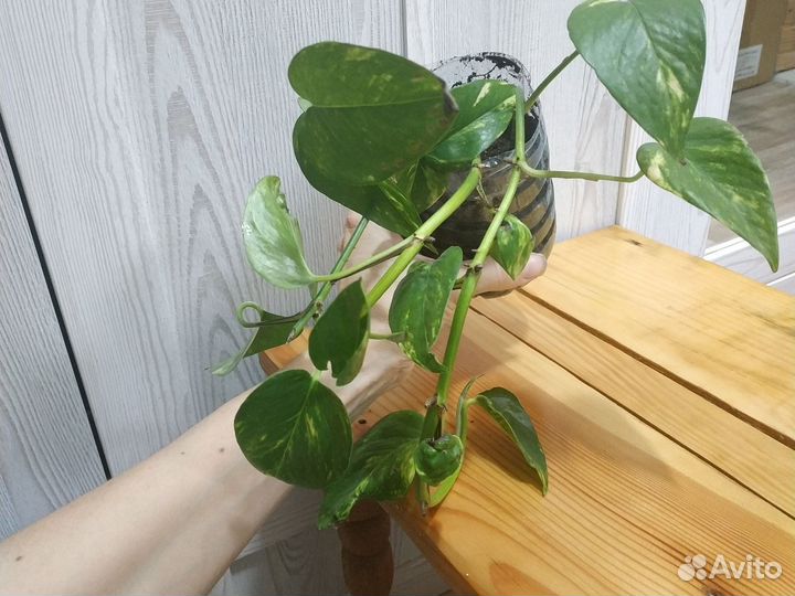 Сциндапсус N'joy, эпипремнум золотистый