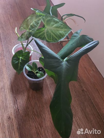 Комнатные цветы