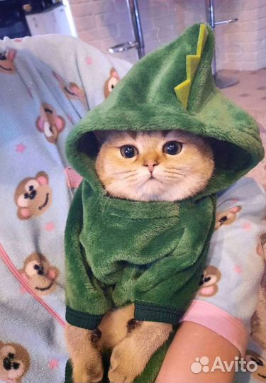 Комбинезон для кошек и собак