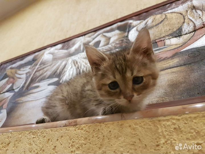 Котенок мальчик