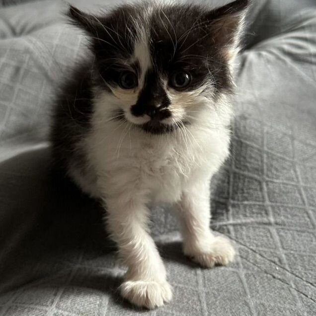 Котёнок в добрые руки