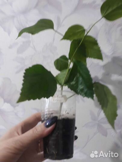 Сортовые гибискусы