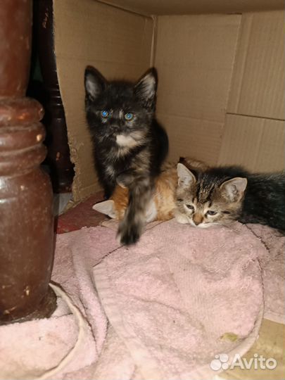 Рыжие котята в дар