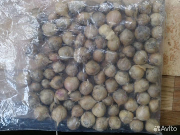 Однозубка чеснока выращеннные в Подмосковье