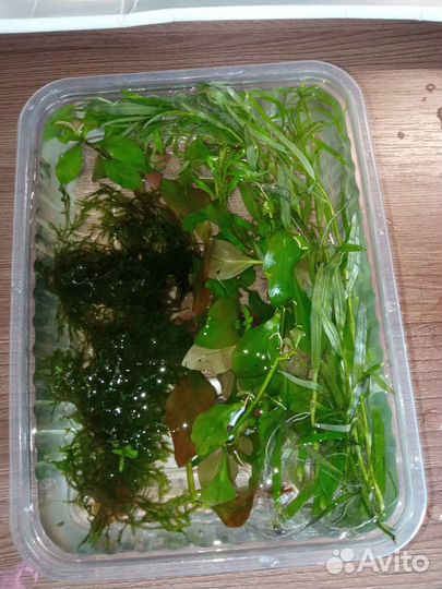 Аквариумные растения, мох, улитки, живой корм