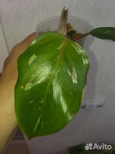 Филодендрон Белый рыцарь