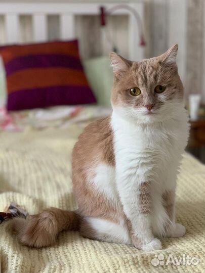 Кошка Милка для радости в семье