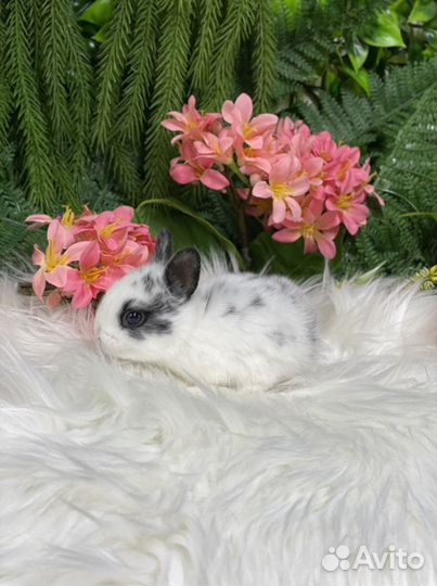 Самые милые кролики карлики