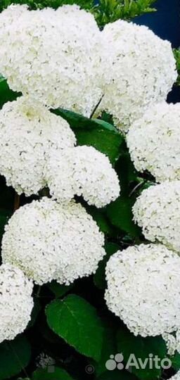 Гортензия розовая и белая