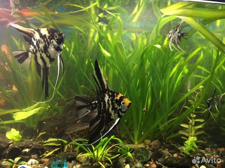 Аквариумные рыбки Скалярии Кои