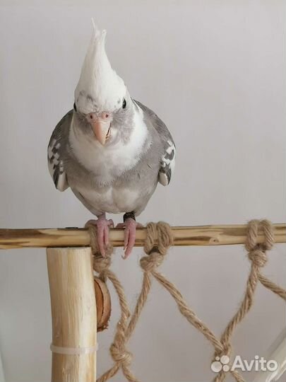 Ручная Корелла безщекий птенец (пестрый)