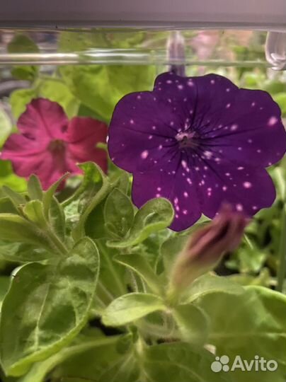 Тайдал Ред,Парпл,Айс Квин,Неон Роуз,Nihgt Sky