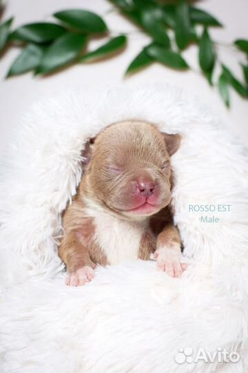 Щенки американского булли покет мини