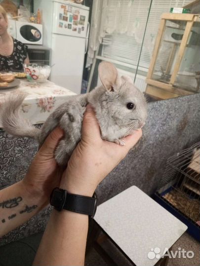 Шиншилла