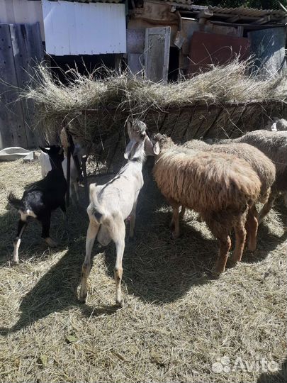 Овцы, бараны,ягнята