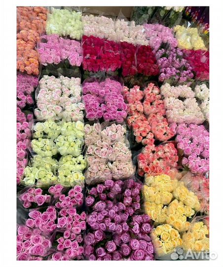 Цветы розы оптом и в розницу. Цена реальная