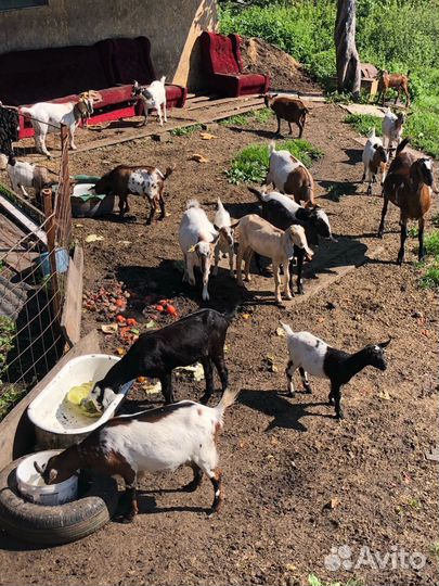 Камерунские козы, козел, козлята