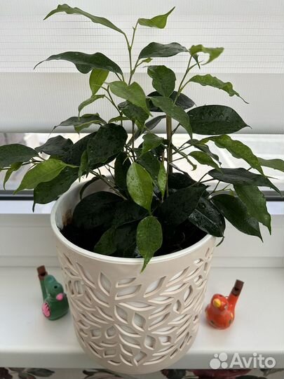 Фикус бенджамина Даниэль