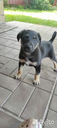 Щенок девочка Грейси в добрые руки