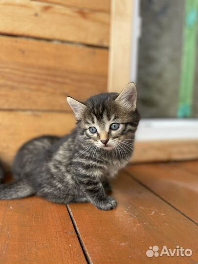 Котята в добрые руки даром