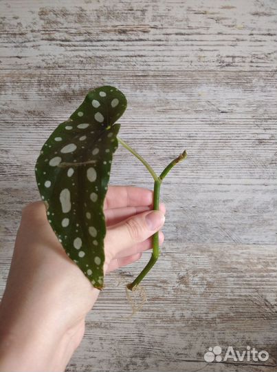 Черенки комнатных растений