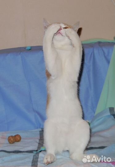 Кото мальчик