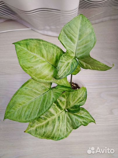 Сингониумы