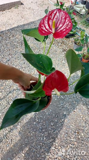 Антуриум мужское счастье