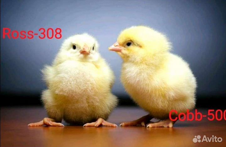 Куры молодки
