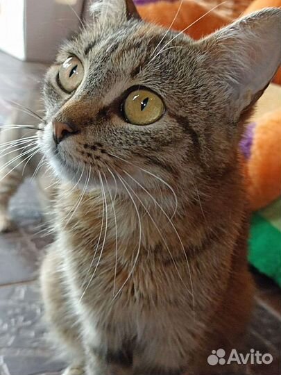 Кошка в добрые руки