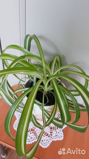 Хлорофитум кудрявый (