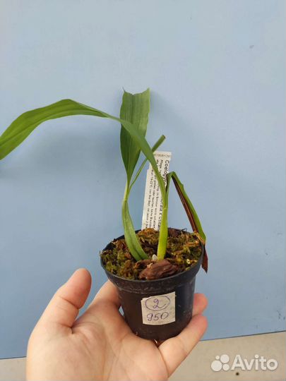 Орхидея. Целогина - Coelogyne marmorata x usitana