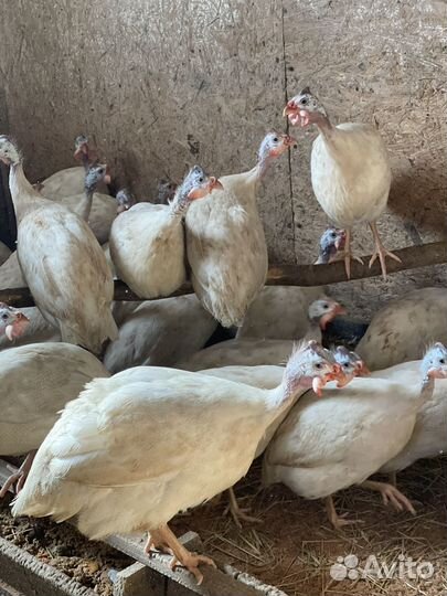 Мясо цесарки домашней