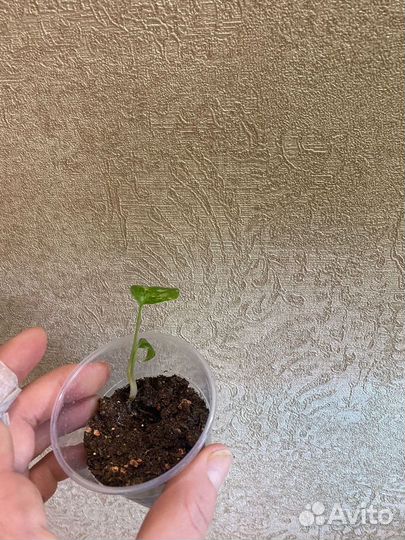 Монстера тайское созвездие