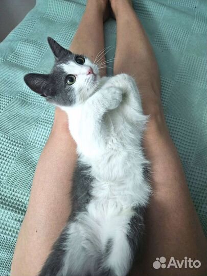Очень ласковый котенок- девочка., 6 месяцев