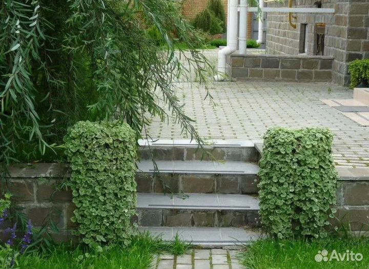 Растение Будра, почвопокровное, ампельное