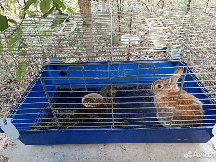 Декоративные кролики