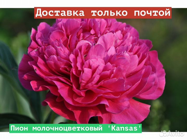 Пион молочноцветковый Kansas